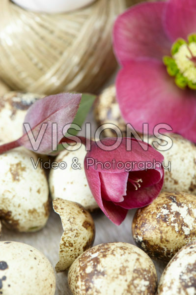 Helleborus Anna's Red