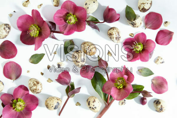 Helleborus Anna's Red Helleborus Anna's Red