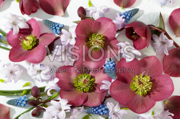 Helleborus Anna's Red Helleborus Anna's Red