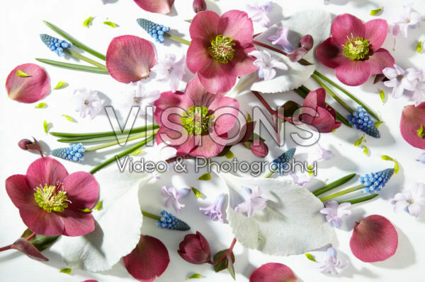 Helleborus Anna's Red Helleborus Anna's Red