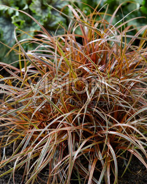 Uncinia rubra Everflame Uncinia rubra Everflame