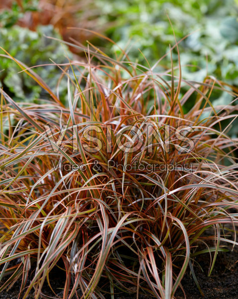 Uncinia rubra Everflame Uncinia rubra Everflame