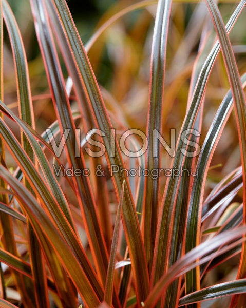 Uncinia rubra Everflame Uncinia rubra Everflame