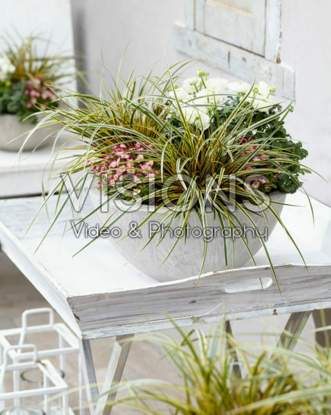 Carex EverColor® Everglow Carex EverColor® Everglow