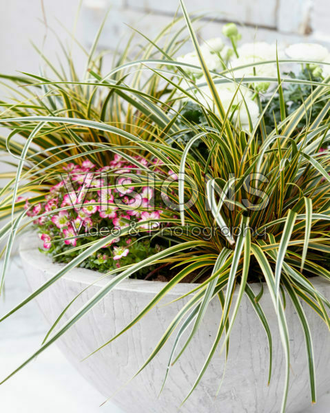 Carex EverColor® Everglow