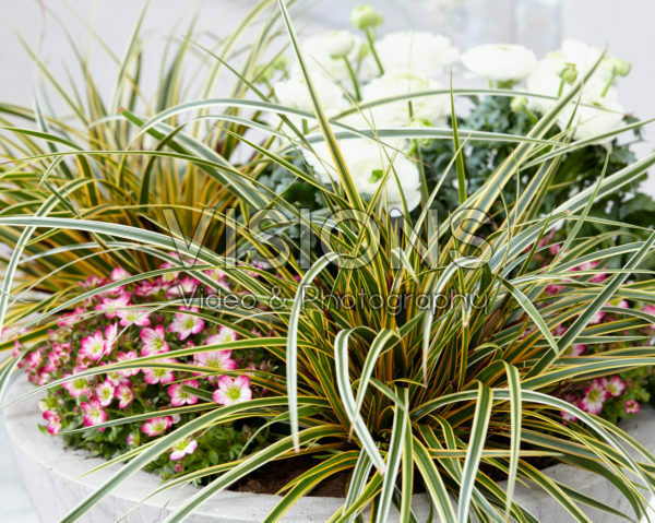 Carex EverColor® Everglow Carex EverColor® Everglow