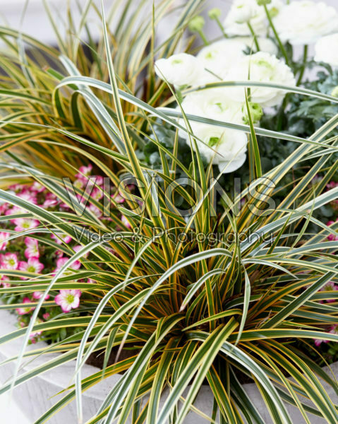 Carex EverColor® Everglow Carex EverColor® Everglow