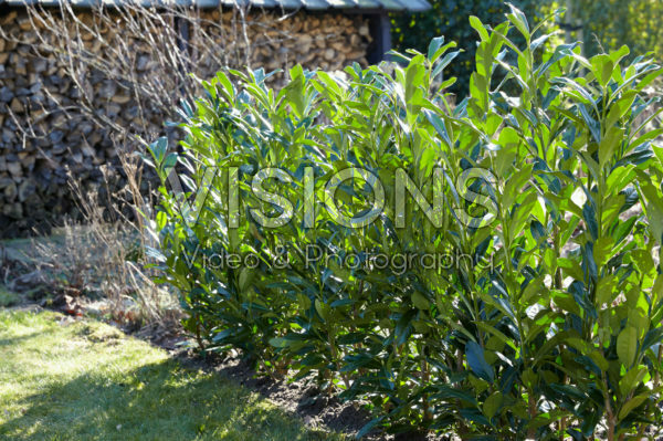 Prunus laurocerasus Elly® Prunus laurocerasus Elly®