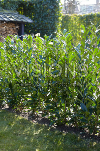 Prunus laurocerasus Elly® 