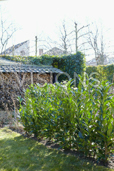 Prunus laurocerasus Elly® Prunus laurocerasus Elly®