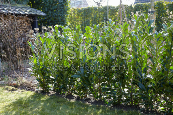 Prunus laurocerasus Elly® Prunus laurocerasus Elly®