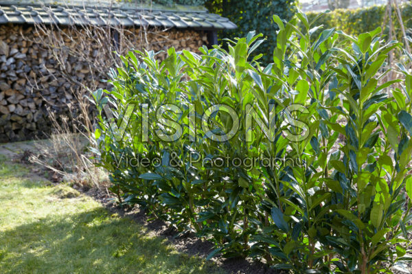 Prunus laurocerasus Elly® Prunus laurocerasus Elly®