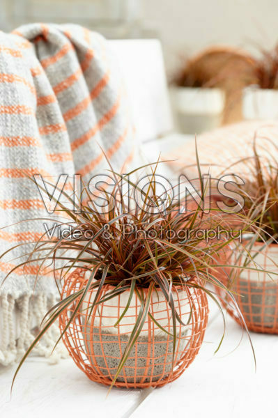 Uncinia rubra Everflame Uncinia rubra Everflame