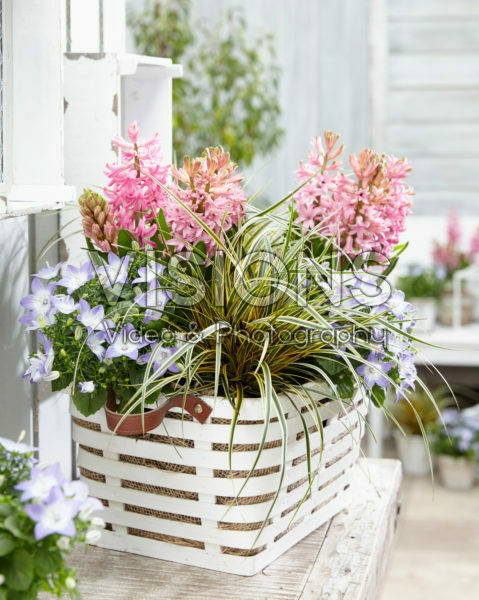 Carex EverColor® Everglow Carex EverColor® Everglow