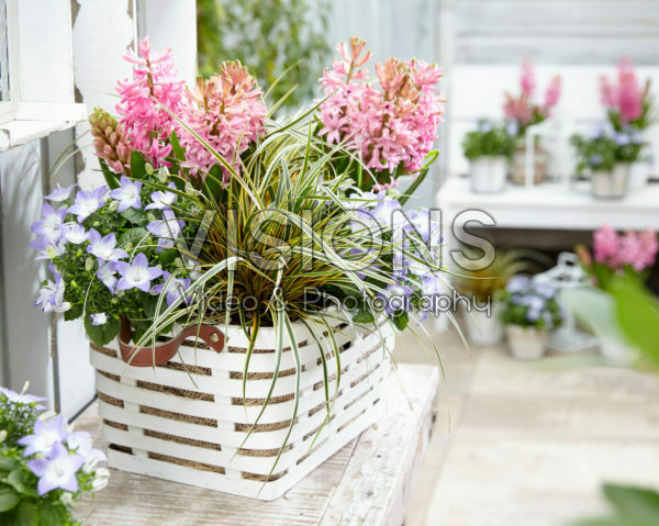 Carex EverColor® Everglow Carex EverColor® Everglow