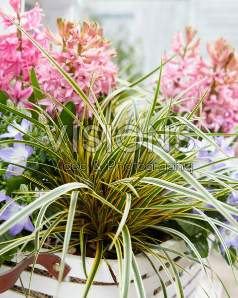 Carex EverColor® Everglow