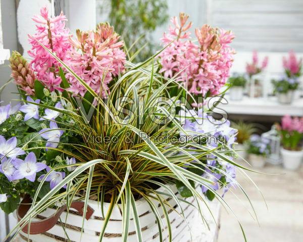 Carex EverColor® Everglow Carex EverColor® Everglow