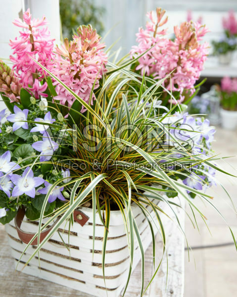 Carex EverColor® Everglow Carex EverColor® Everglow