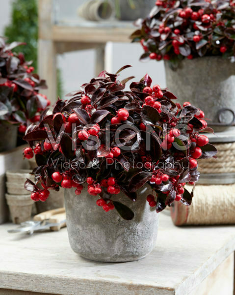 Gaultheria Coloured Pearl