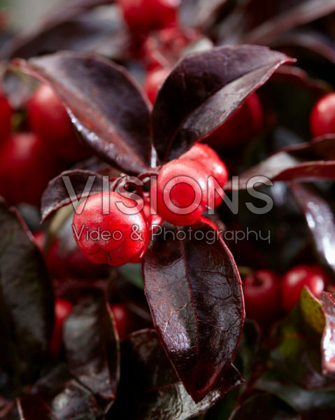Gaultheria Coloured Pearl Gaultheria Coloured Pearl