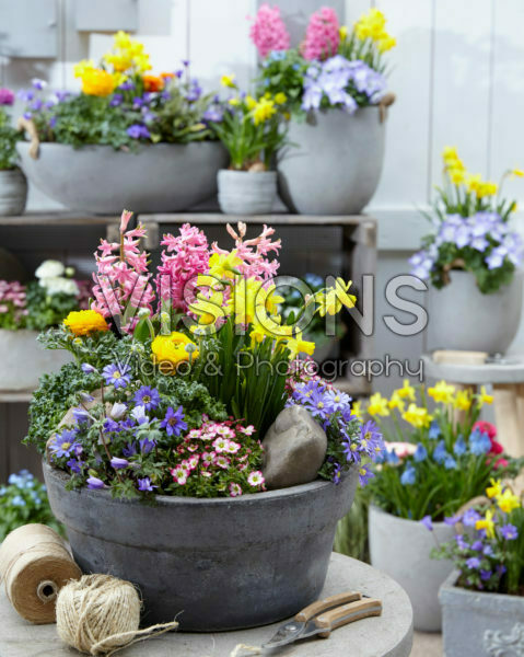 Voorjaarsbloemen gemengd Voorjaarsbloemen gemengd