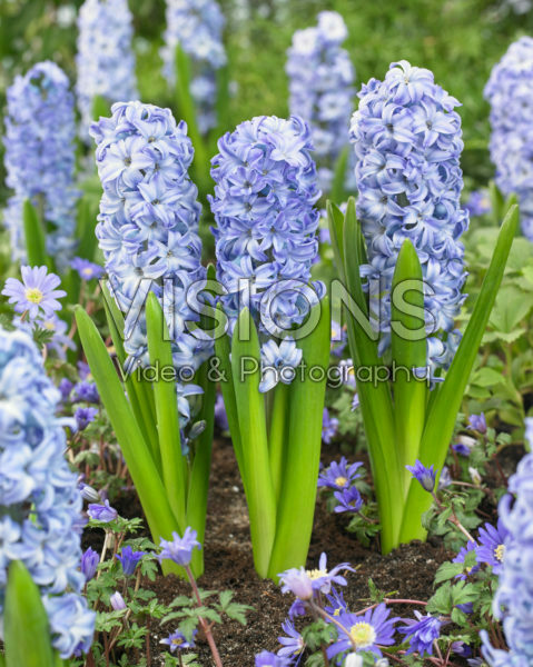 Hyacinthus Aqua Hyacinthus Aqua