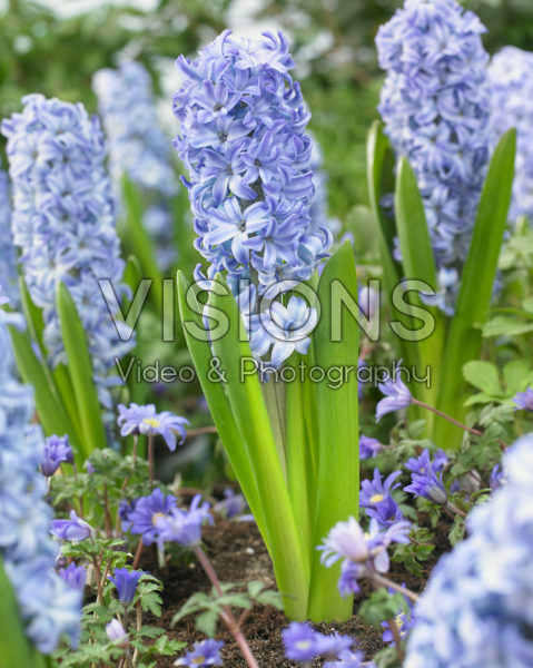 Hyacinthus Aqua Hyacinthus Aqua
