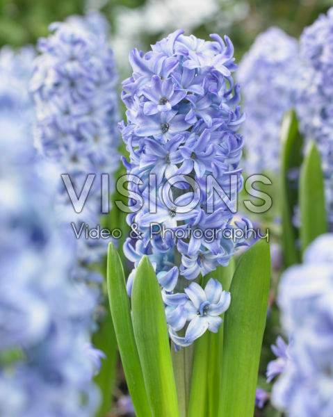 Hyacinthus Aqua Hyacinthus Aqua