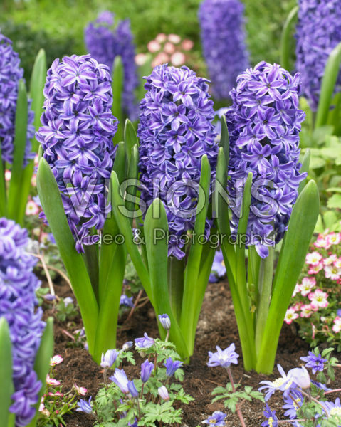 Hyacinthus Golfe de Gascogne Hyacinthus Golfe de Gascogne