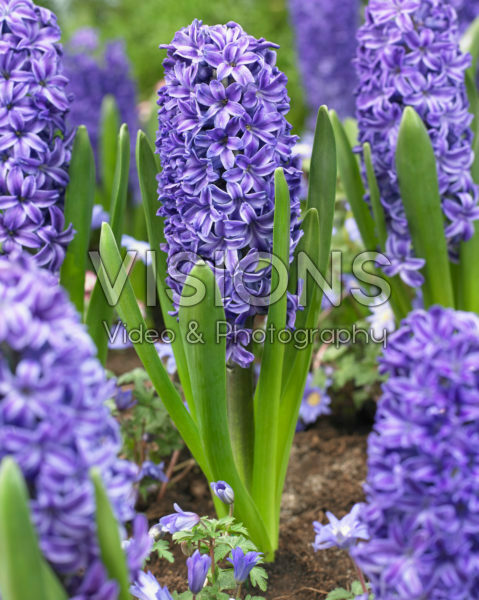Hyacinthus Golfe de Gascogne Hyacinthus Golfe de Gascogne
