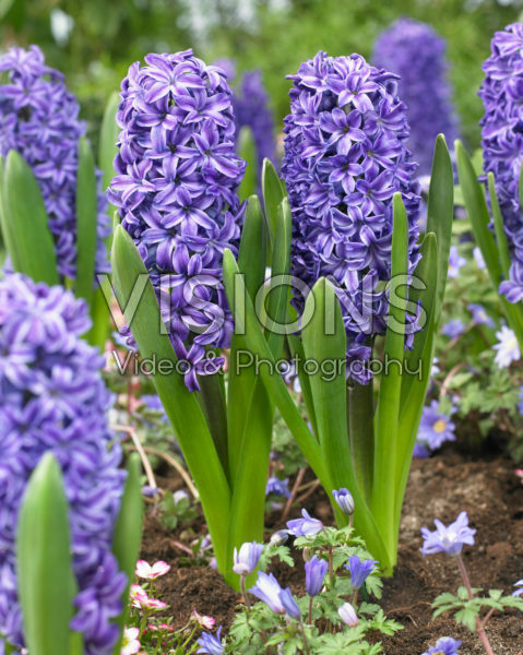 Hyacinthus Golfe de Gascogne Hyacinthus Golfe de Gascogne