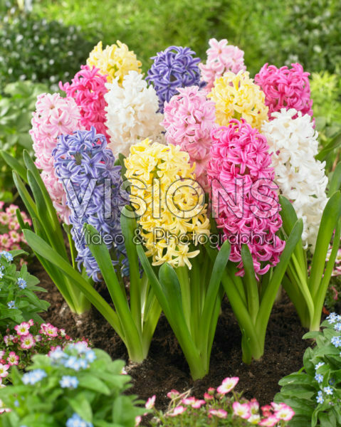 Hyacinthus pastel mix Hyacinthus pastel mix