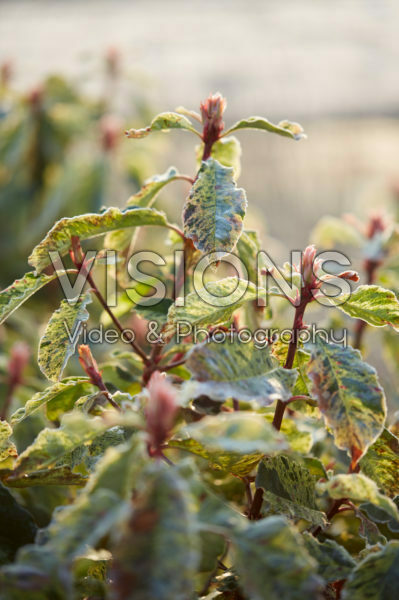 Photinia serratifolia Pink Crispy Photinia serratifolia Pink Crispy