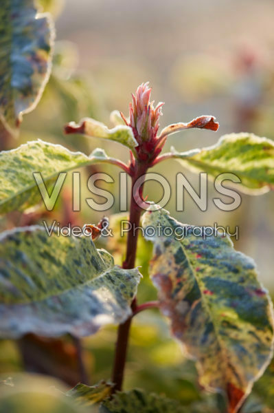 Photinia serratifolia Pink Crispy Photinia serratifolia Pink Crispy