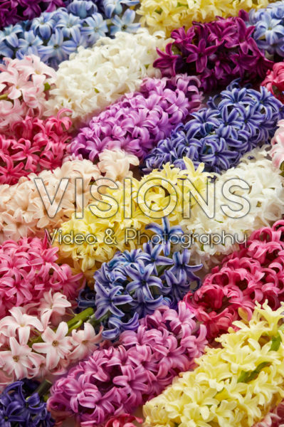 Hyacinthus colour mix