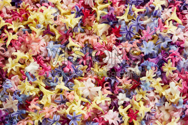 Hyacinthus kleurenmix