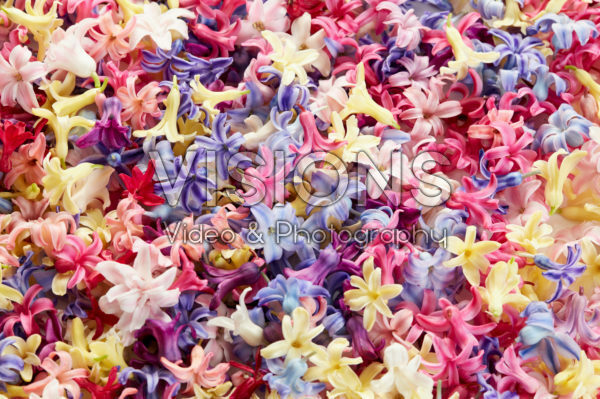 Hyacinthus kleurenmix