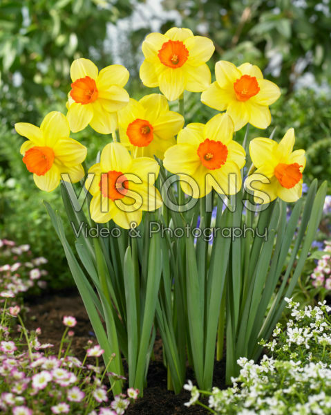 Narcissus Monal Narcissus Monal