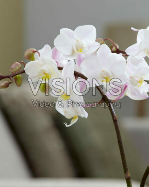 Phalaenopsis Blush Pink Wild Orchid