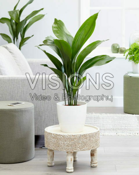 Aspidistra elatior