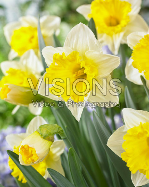 Narcissus Las Vegas Narcissus Las Vegas