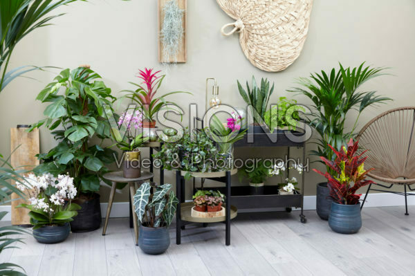 Indoor plant collection Indoor plant collection