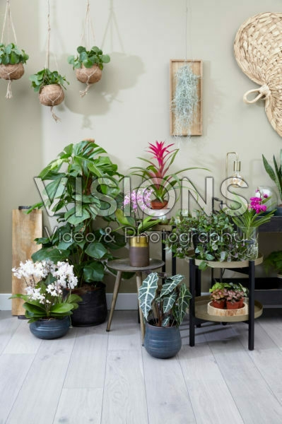 Indoor plant collection Indoor plant collection