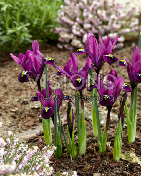 Iris reticulata Purple Hill ®