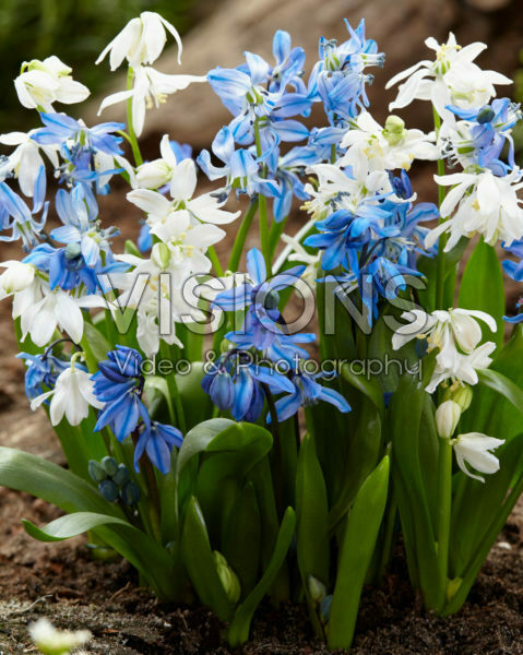 Scilla siberica, Scilla siberica Alba Scilla siberica, Scilla siberica Alba