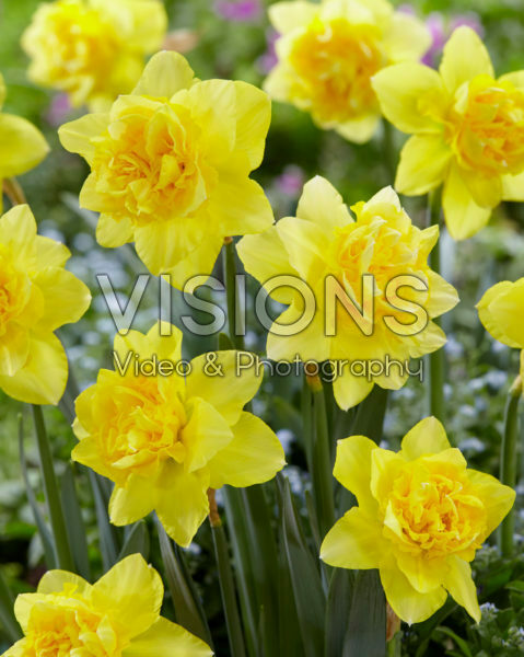 Narcissus Dick Wilden