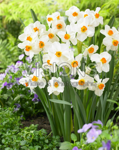 Narcissus Geranium