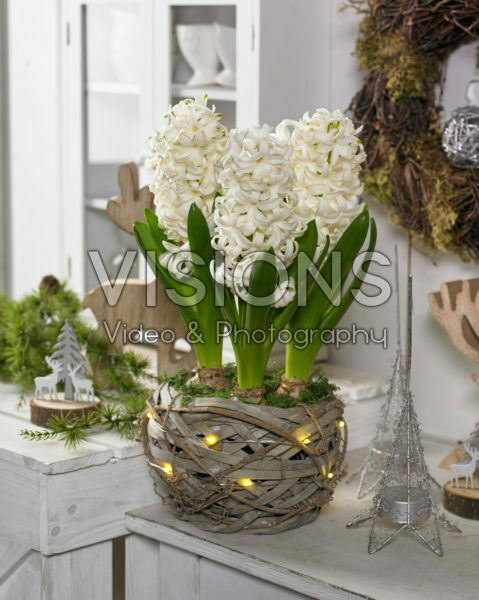 Hyacinthus white