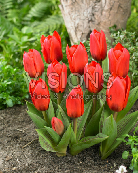 Tulipa Showwinner Tulipa Showwinner