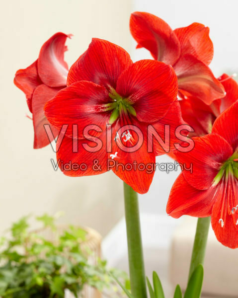 Hippeastrum Napoli